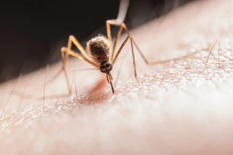 repeler los mosquitos ideas opciones