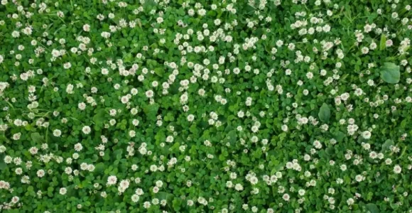 alfombra de trebol en el jardín