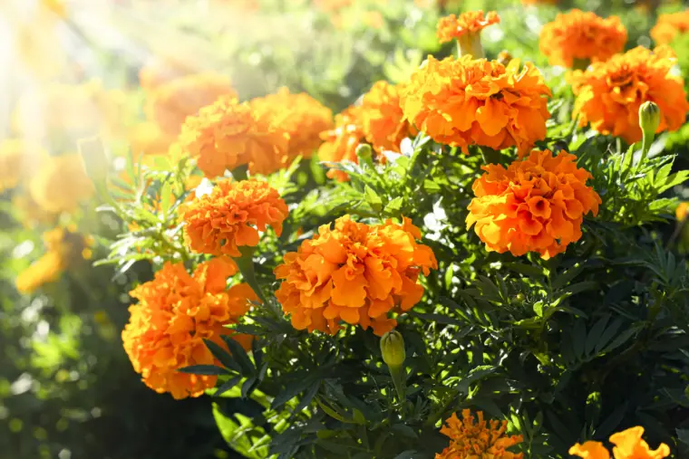 flores y plantas resistentes al calor