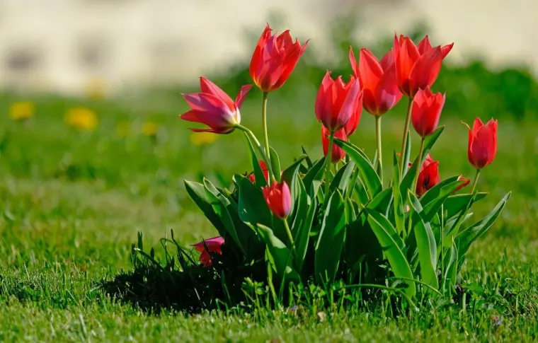 tulipanes para el jardín 2023