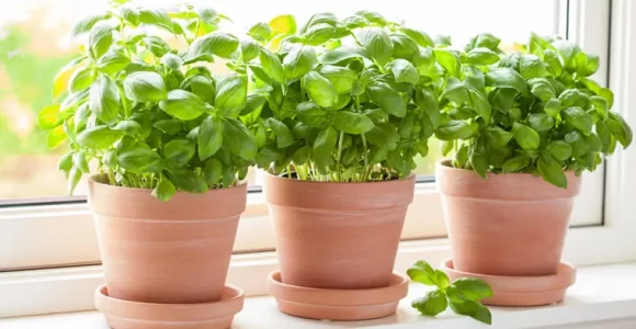 como cultivar albahaca en el interior