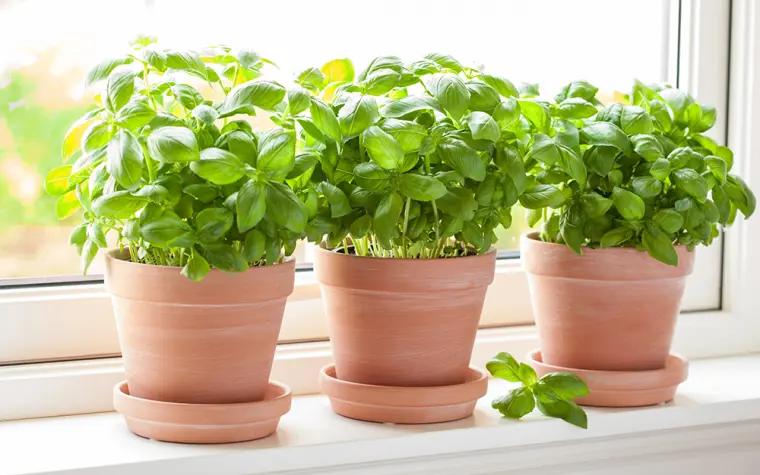 como cultivar albahaca en el interior