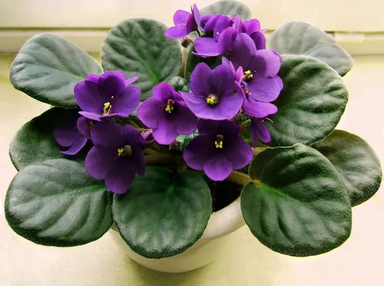 como cultivar violeta africana opciones