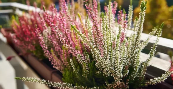 cuales plantas vivaces en maceta para el balcón